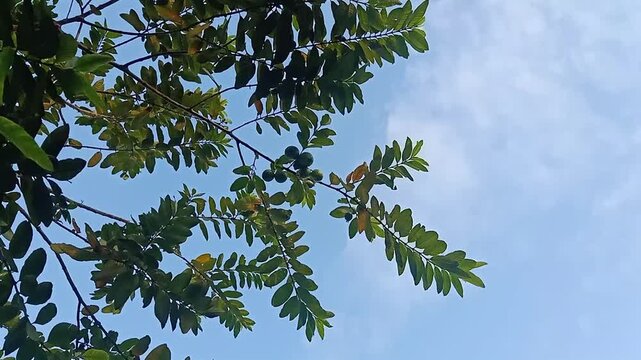 A handheld vertical shot of a guava tree with ripe fruit, filmed from below the tree. The camera performs a smooth pedestal move upwards, capturing the green leaves and guava fruits against the backdr