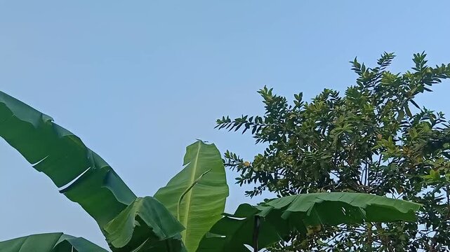 A handheld vertical shot capturing the green leaves of a banana plant and a tree in a peaceful residential garden. The camera pans right to reveal the clear morning sky, while birds fly across the blu