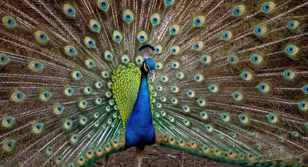 Obraz premium Peacock presenting its large radiant tail feathers in glorious detail