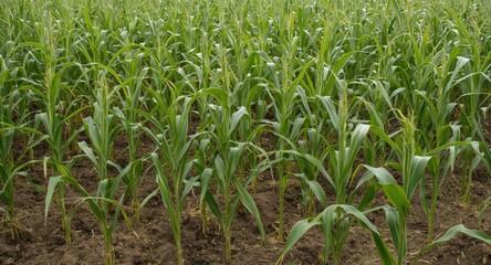 Obraz premium Cultivated corn plants flourishing on large-scale agricultural terrain