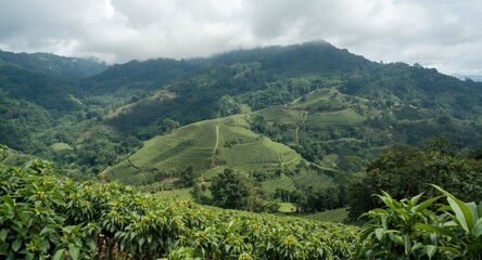 Obraz premium Brazil coffee fields with natural mountain environment