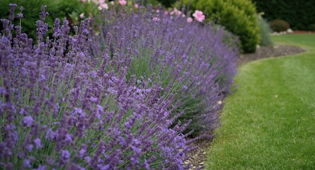 Obraz premium Lavender and calamint flower bed blooming vibrantly beside a late summer garden walkway