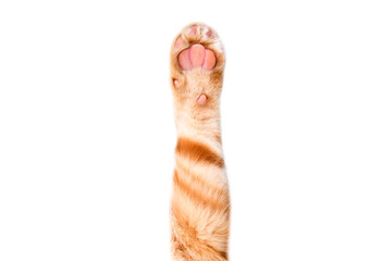 Paw of a red kitten Scottish Straight, closeup, isolated on white background