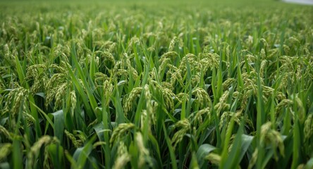 Obraz premium Rice plants advancing quickly in a fertile green environment