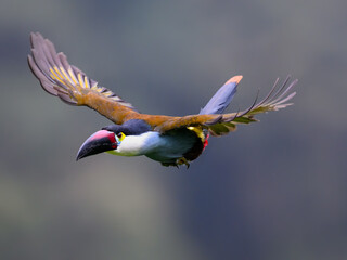 Fototapeta premium Black-billed Mountain-Toucan Flying Through Tropical Cloud Forest Habitat