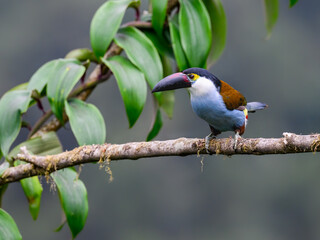 Fototapeta premium Black-billed Mountain-Toucan Perched on Mossy Branch in Cloud Forest
