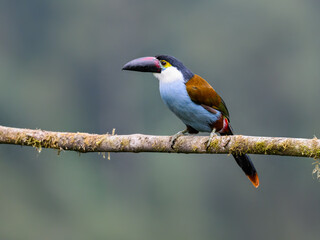 Fototapeta premium Black-billed Mountain-Toucan Perched on Mossy Branch in Cloud Forest