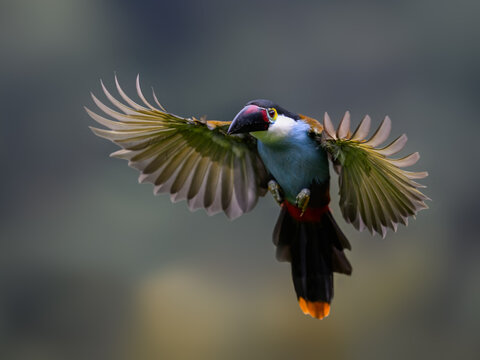 Black-billed Mountain-Toucan Flying With Wings Spread In Forest