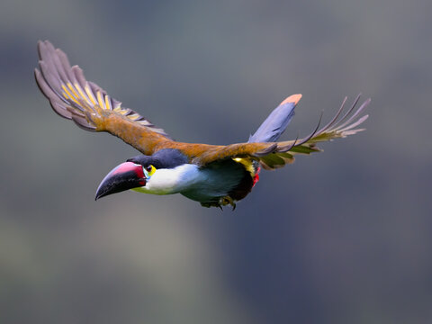 Black-billed Mountain-Toucan  Flying Through Tropical Cloud Forest Habitat