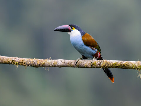 Black-billed Mountain-Toucan Perched on Mossy Branch in Cloud Forest