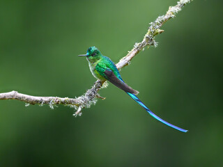 Fototapeta premium Male Long-tailed Sylph Hummingbird Perched on Lichen Covered Branch