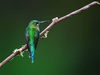Fototapeta premium Female Long-tailed Sylph Hummingbird Perched on Mossy Branch