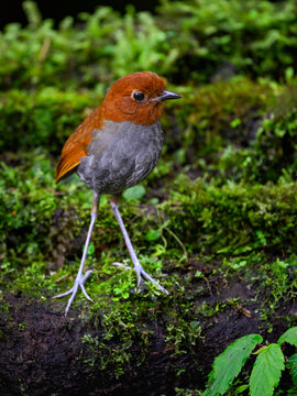 Bicolored Antpitta Standing on Mossy Forest Floor in Cloud Forest