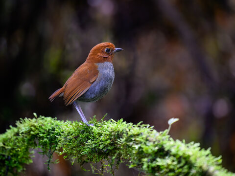 Bicolored Antpitta Perched on Mossy Branch in Tropical Rainforest