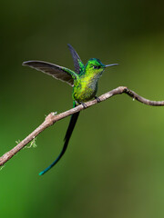 Fototapeta premium Long-tailed Sylph Perched on Branch with Wings Open
