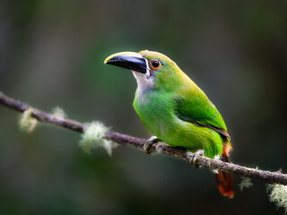 Naklejka premium Southern Emerald-Toucanet Perched on Mossy Branch in Cloud Forest