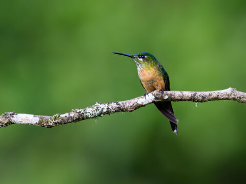 Female Long-tailed Sylph Perched on Mossy Branch in Rainforest