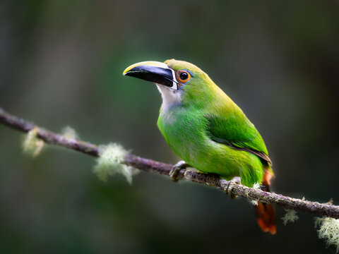 Southern Emerald-Toucanet Perched on Mossy Branch in Cloud Forest