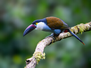 Fototapeta premium Black-billed Mountain-Toucan Perched on Mossy Branch in Cloud Forest