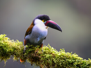 Fototapeta premium Black-billed Mountain-Toucan Perched on Mossy Branch in Cloud Forest