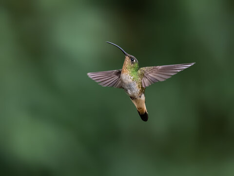  Mountain Velvetbreast Hummingbird Hovering In Flight Against Green Background