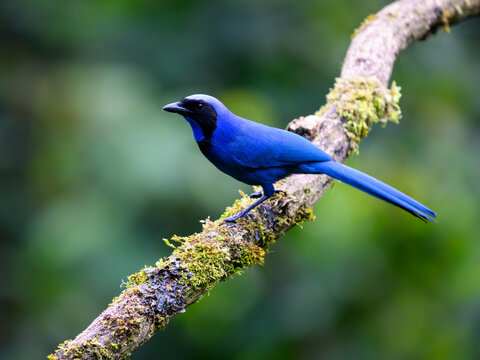 Black-collared Jay Perched On Mossy Branch In Cloud Forest