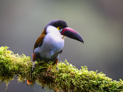 Black-billed Mountain-Toucan Perched on Mossy Branch in Cloud Forest