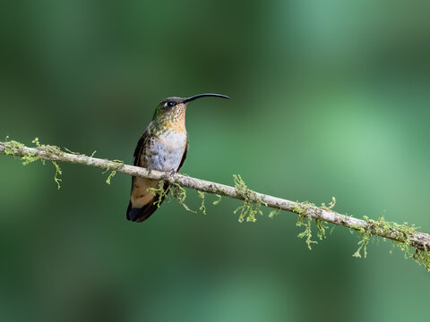 Mountain Velvetbreast Hummingbird Perched on Mossy Branch in Cloud Forest