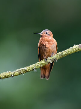 Shining Sunbeam Hummingbird Perched on Mossy Branch
