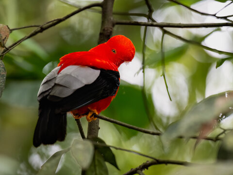 Male Andean Cock-of-the-rock Perched on Branch in Cloud Forest
