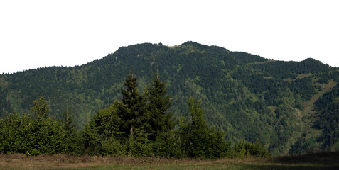 Dense green coniferous forest on a mountain slope isolated on white background. PNG file © Maria