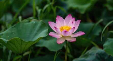 Obraz premium Natural beauty of a lotus flower blossoming in a green leafy lawn in summer