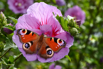 Schmetterling 1113 © K.-U. Häßler