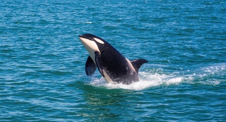 Obraz premium Joyful orca whale breaching brightly lit green sea on a clear sunny summer day
