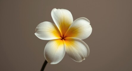 Naklejka premium Fresh Tiare flower featuring subtle white petals and warm yellow center against muted background