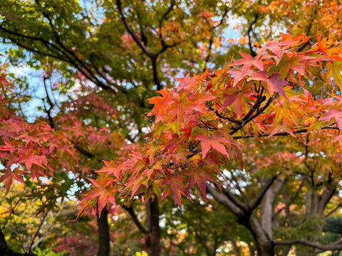 Maple leaves at The Japanese Garden in Daisen Park, Sakai, Osaka