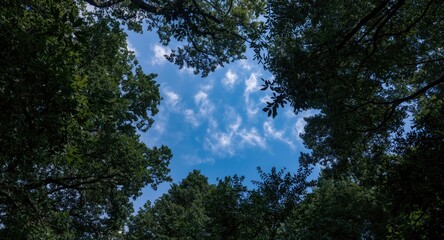 Obraz premium Finding patches of sky beyond dense tree branches