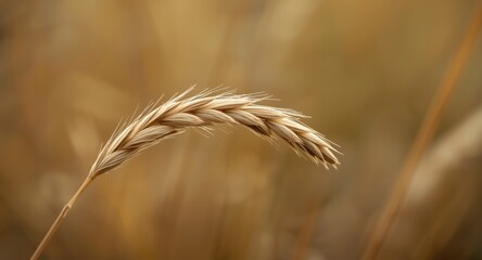 Fototapeta premium Macro shot of wild oat Avena fatua sterilis with copy space for text overlay