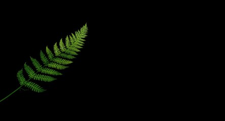 Fototapeta premium Single lush tree fern isolated on black background with soft lighting and copy space