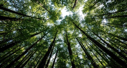 Forest floor perspective of dense green treetop coverage in summer light