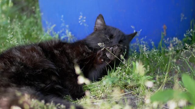 A black cat lies in the grass, meticulously licking its paw after grooming. A tranquil scene of a cat enjoying a sunny day outdoors.
