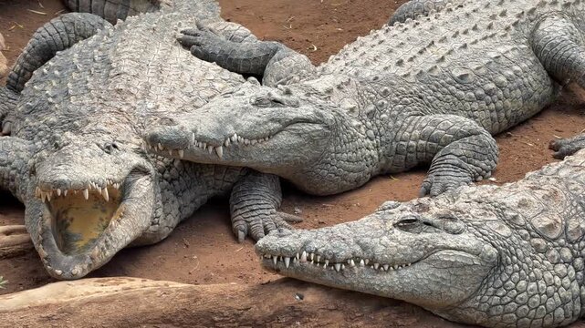 Detailed close-up of a crocodile&rsquo;s scaly skin and profile as it rests on the ground.
