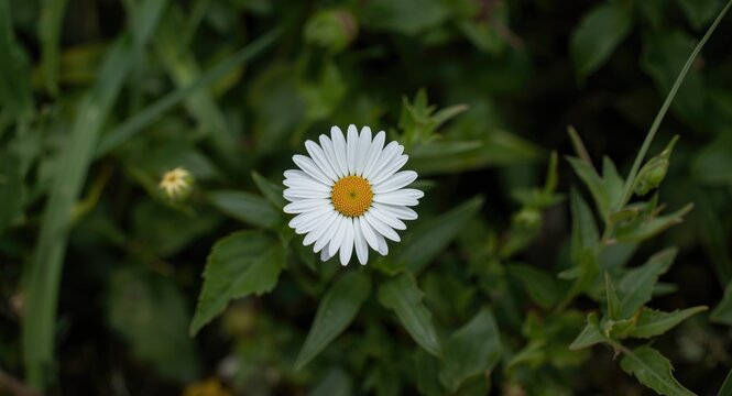 False daisy plant flowering amid green foliage, sunflower family member