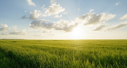 Obraz premium Afternoon sun illuminating a wide green grass field with soft white clouds overhead