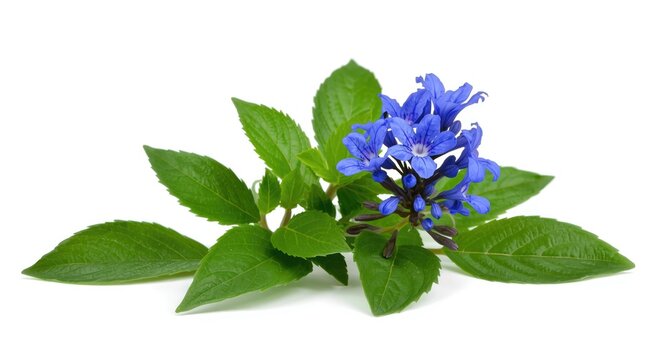 Ajuga reptans herb with bright blue petals and healthy green leaves isolated on white backdrop ideal for botanical illustrations