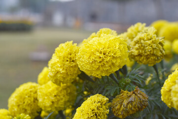 Obraz premium Bright Yellow marigold flower blossom in garden, Bright Yellow Mari Gold flowers for decorate garden, Close up of beautiful Yellow marigold flower. Nature, Marigold flowers bloom in the morning, Mari