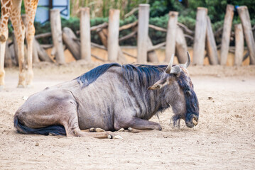 Fototapeta premium Mexico City, Mexico - March 21, 2024. Blue wildebeest (Connochaetes taurinus) in Chapultepec