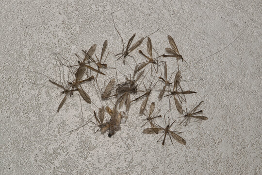Pile of dead crane fly insects Tipulidae on floor nature seasonal pest control.