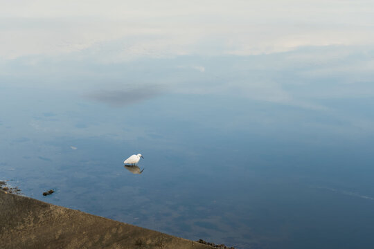 Macro abstraite d&rsquo;une aigrette au lac de Vieux-Boucau