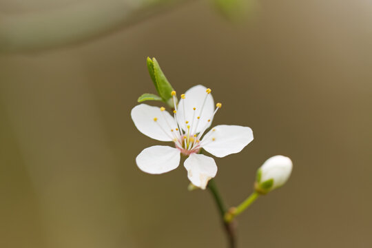White flower and yellow stigma of the cherry plum, green leaf still closed, white bud, cherry plum in bloom, Prunus cerasifera, greenbrown background